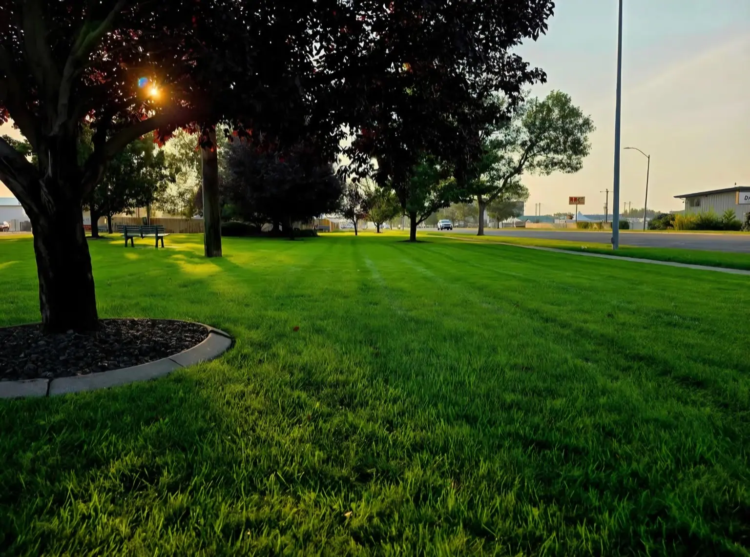 Mowed lawn with trees at dusk