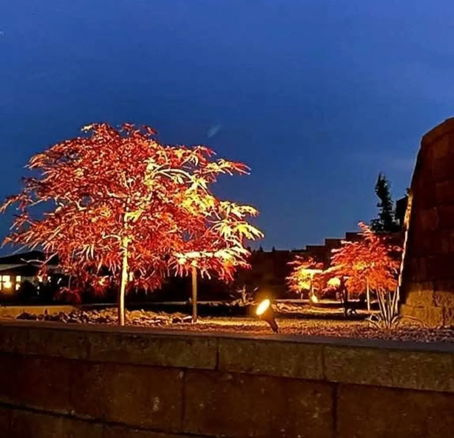 Red-leaved tree lit at night above a block wall